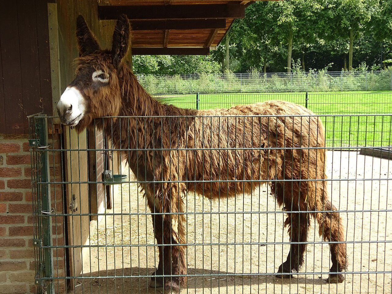 A donkey at Tiergarten Kleve.