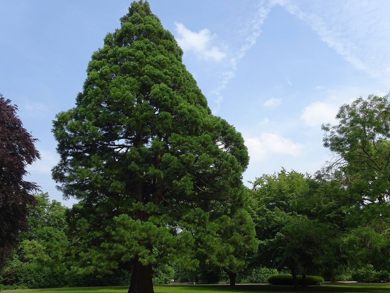 A large tree in Prinz-Moritz-Park.