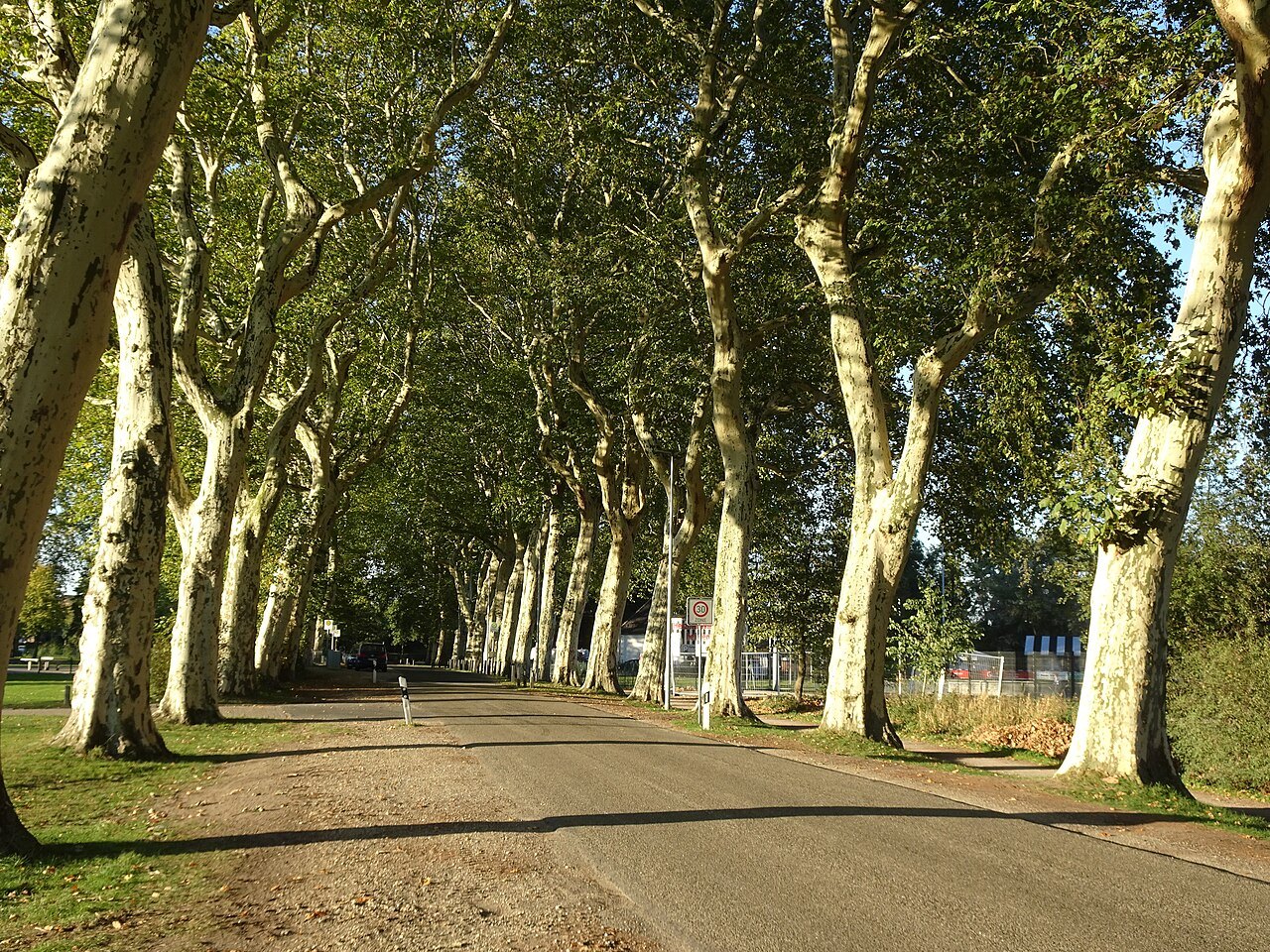 The avenue at Wasserburg Rindern.