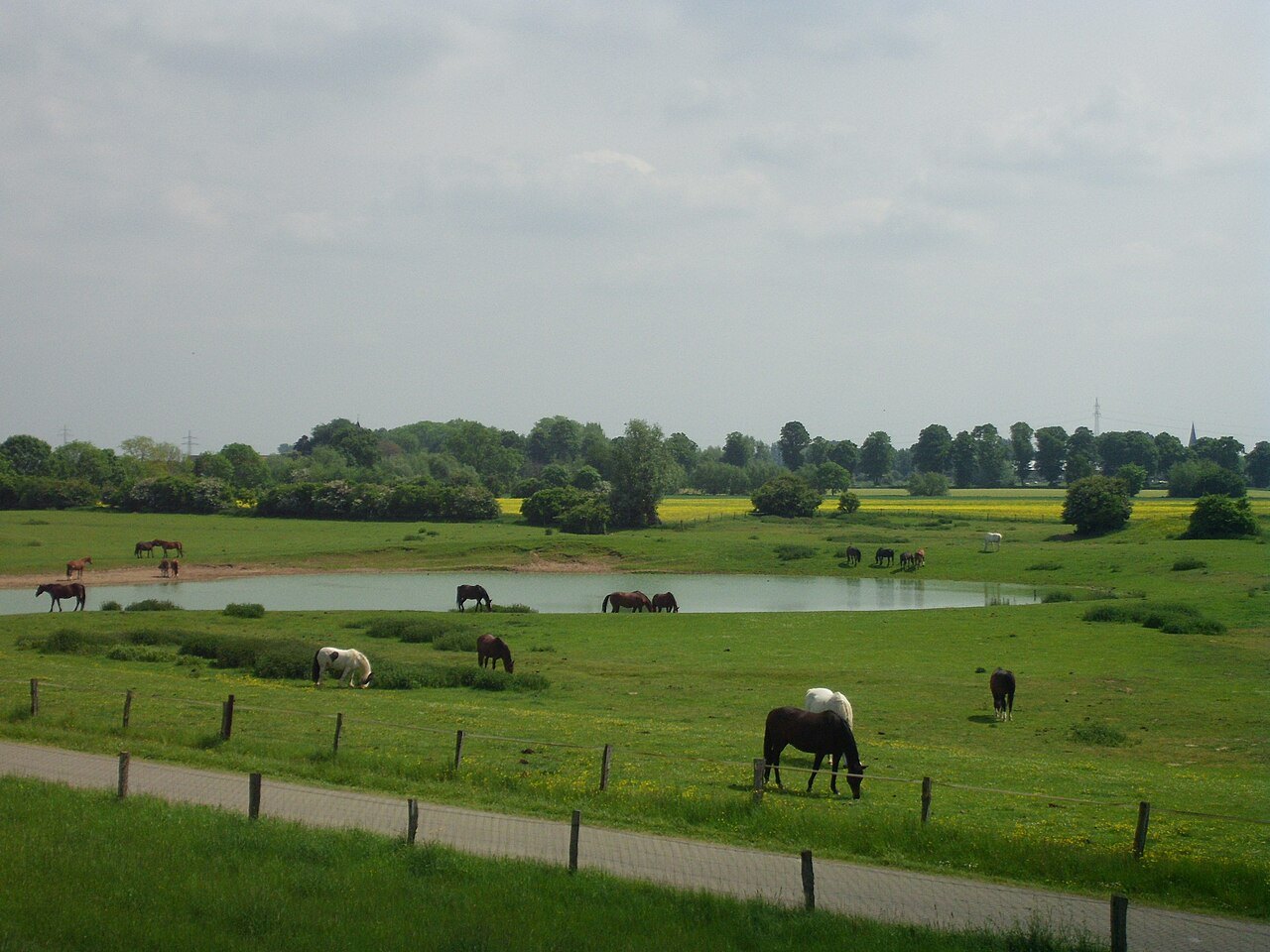 Pastures beside the old Rhine channel near Düffelward.