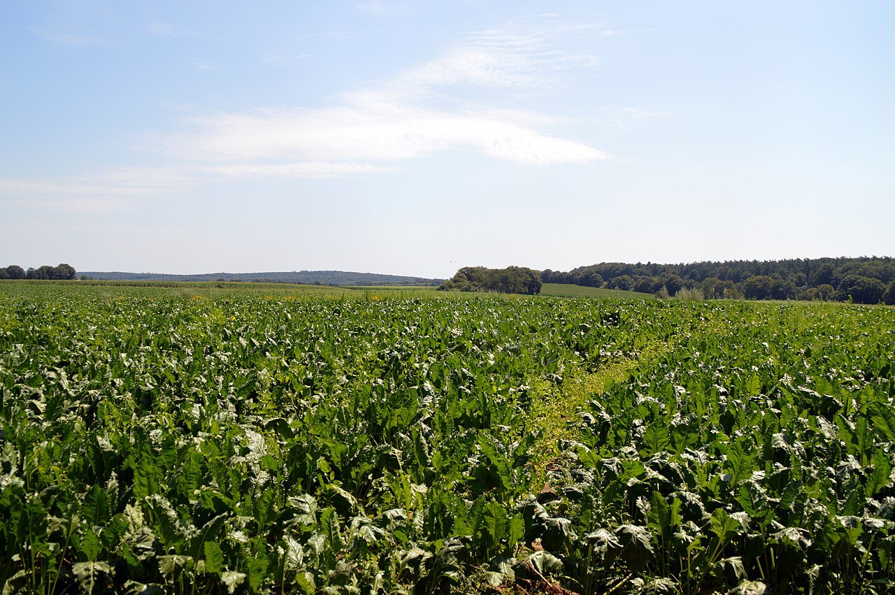 Fields and the ridge near Groesbeek.