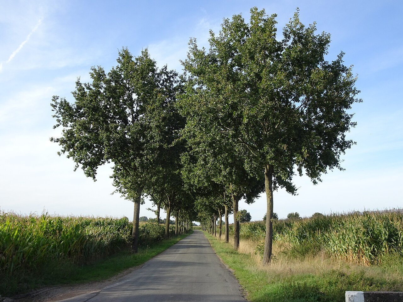A tree-lined road in the Duffelt near Keeken.