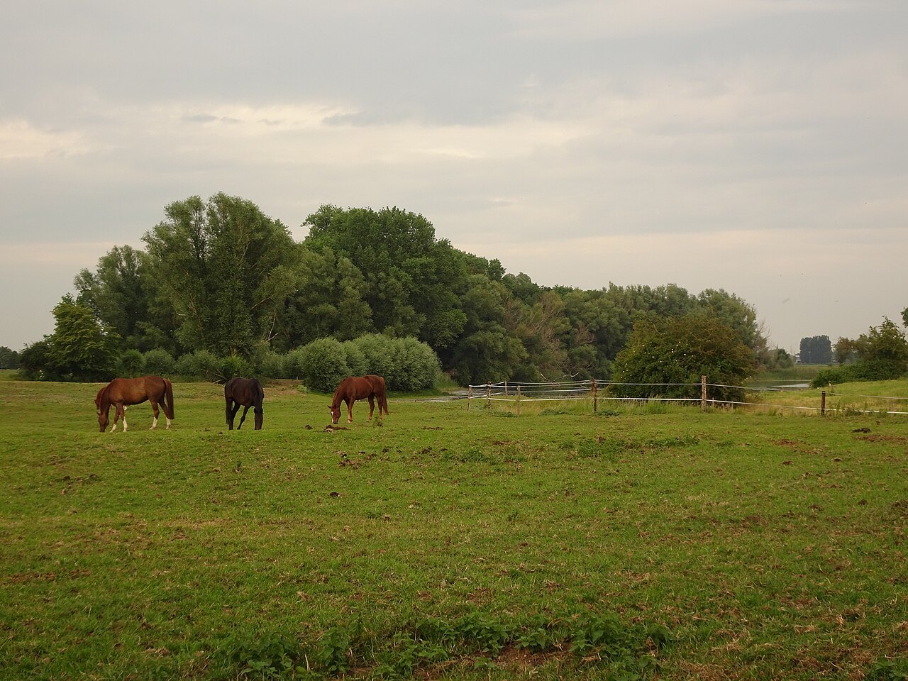 Pasture at Rindernsche Kolke.