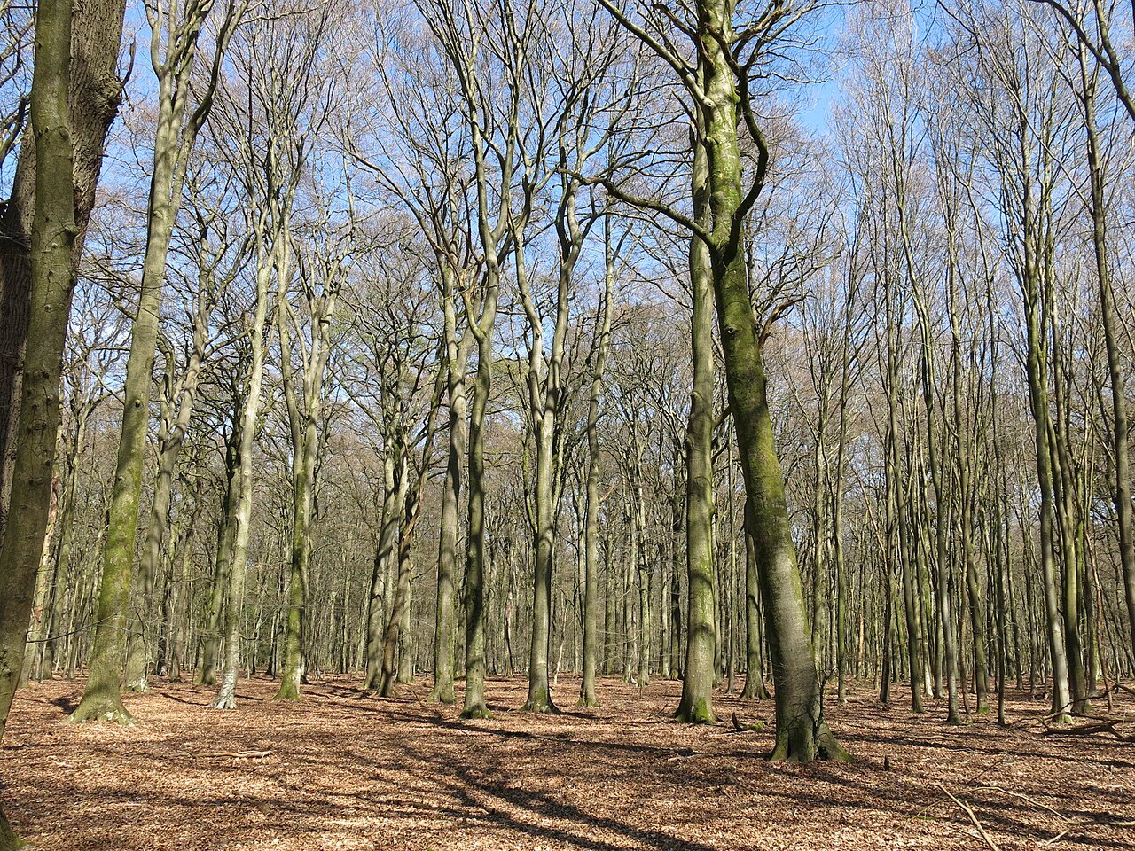 Trees in Geldenberg nature reserve.