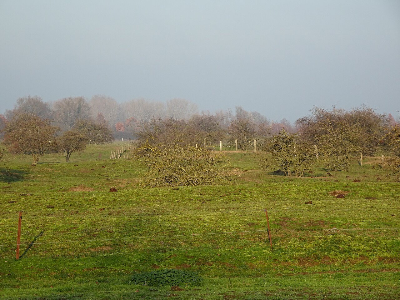 The Wissel dunes.