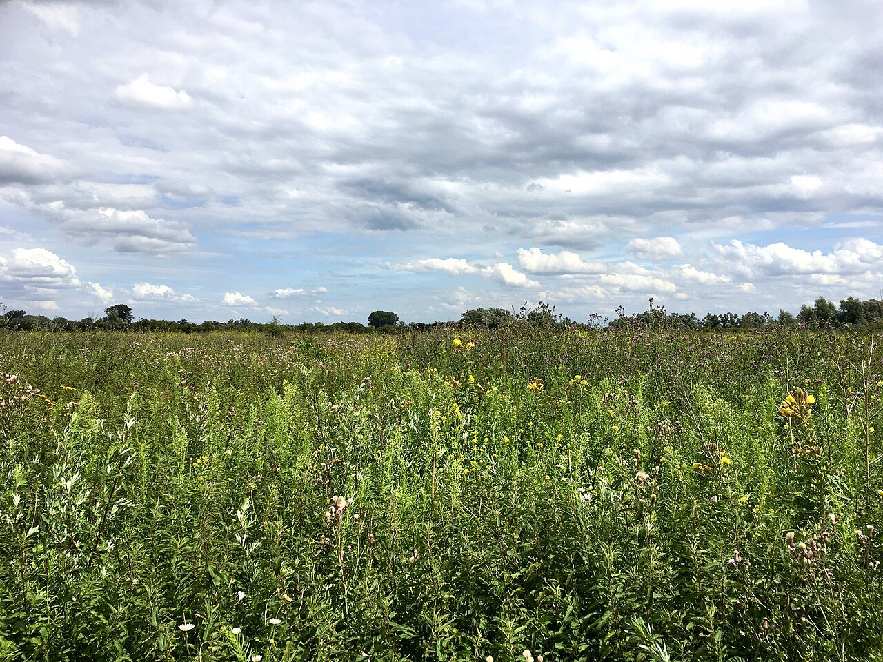Tall floodplain vegetation in the Ooijpolder landscape.