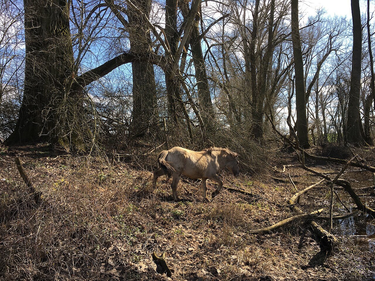 A Konik horse in Millingerwaard.