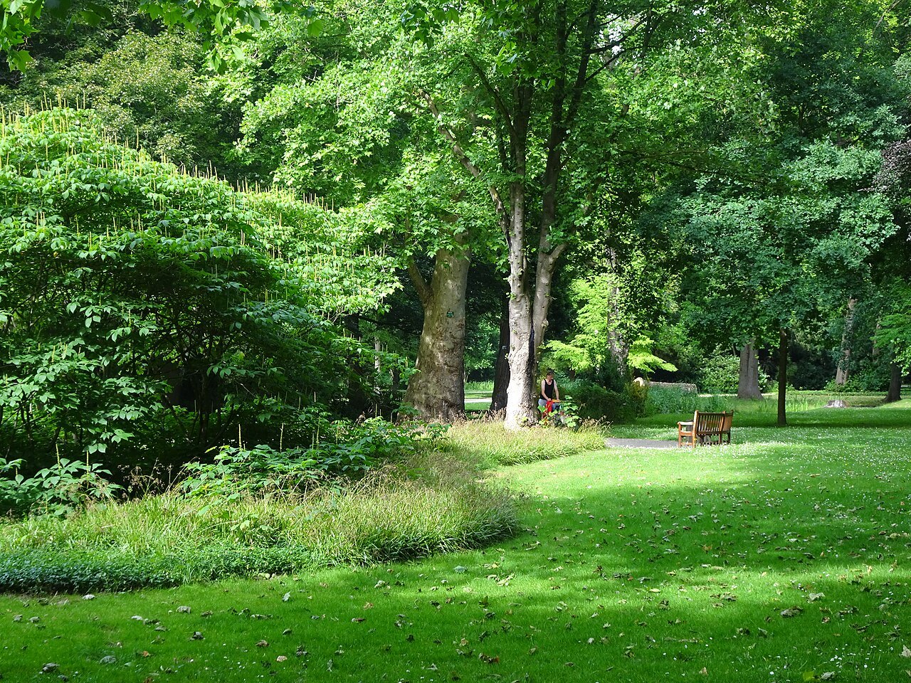 Trees and shade in Kleve’s Forstgarten in June.